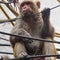 Monkey climbes on Ã Â Ã‚Â Ã‚Ã‚ÂÂ° wires in Delhi, India, Monkey sitting on electric wires at Chandni Chowk in New Delhi, India